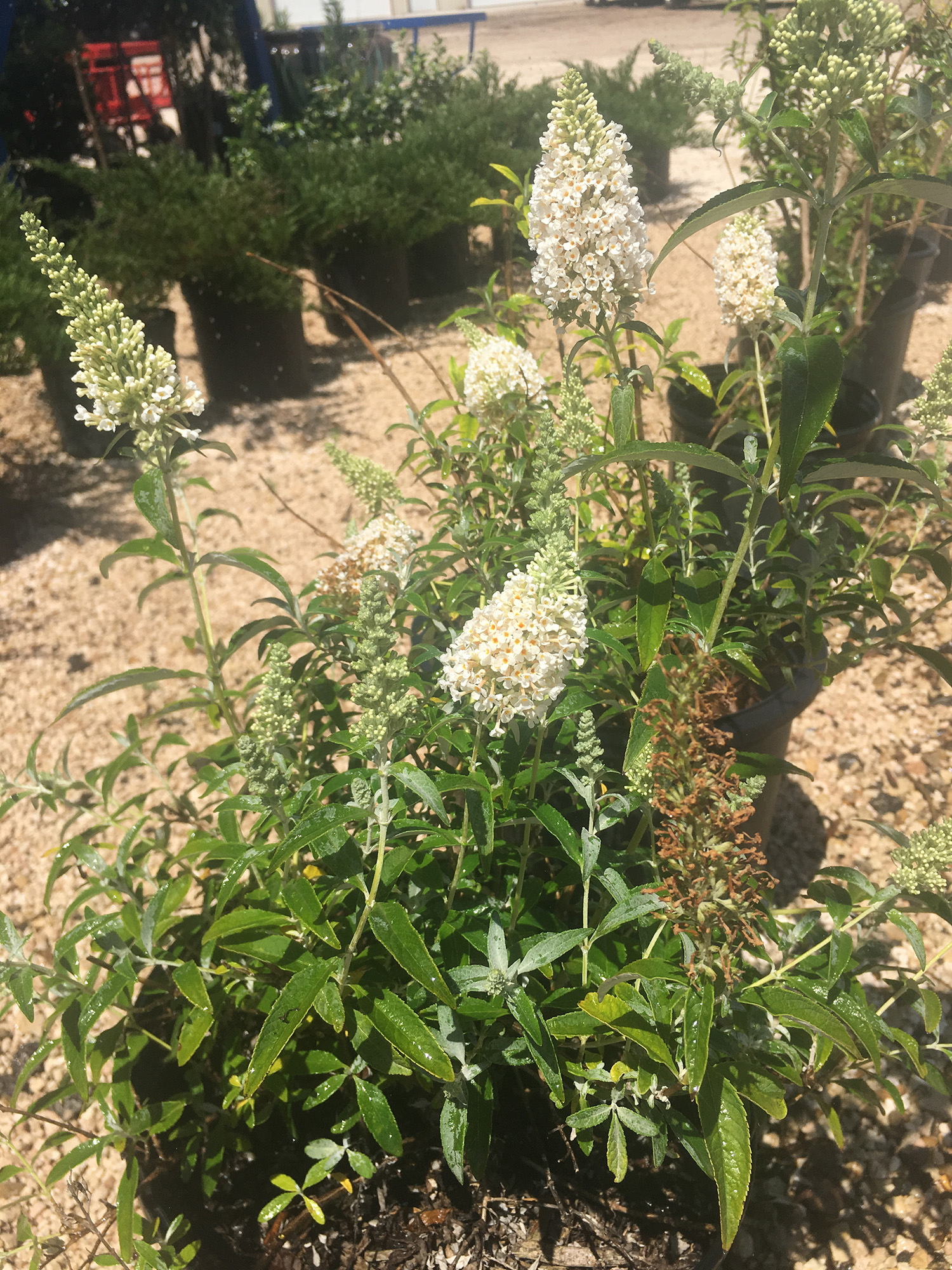 Butterfly Bush King Nursery Lubbock, TX