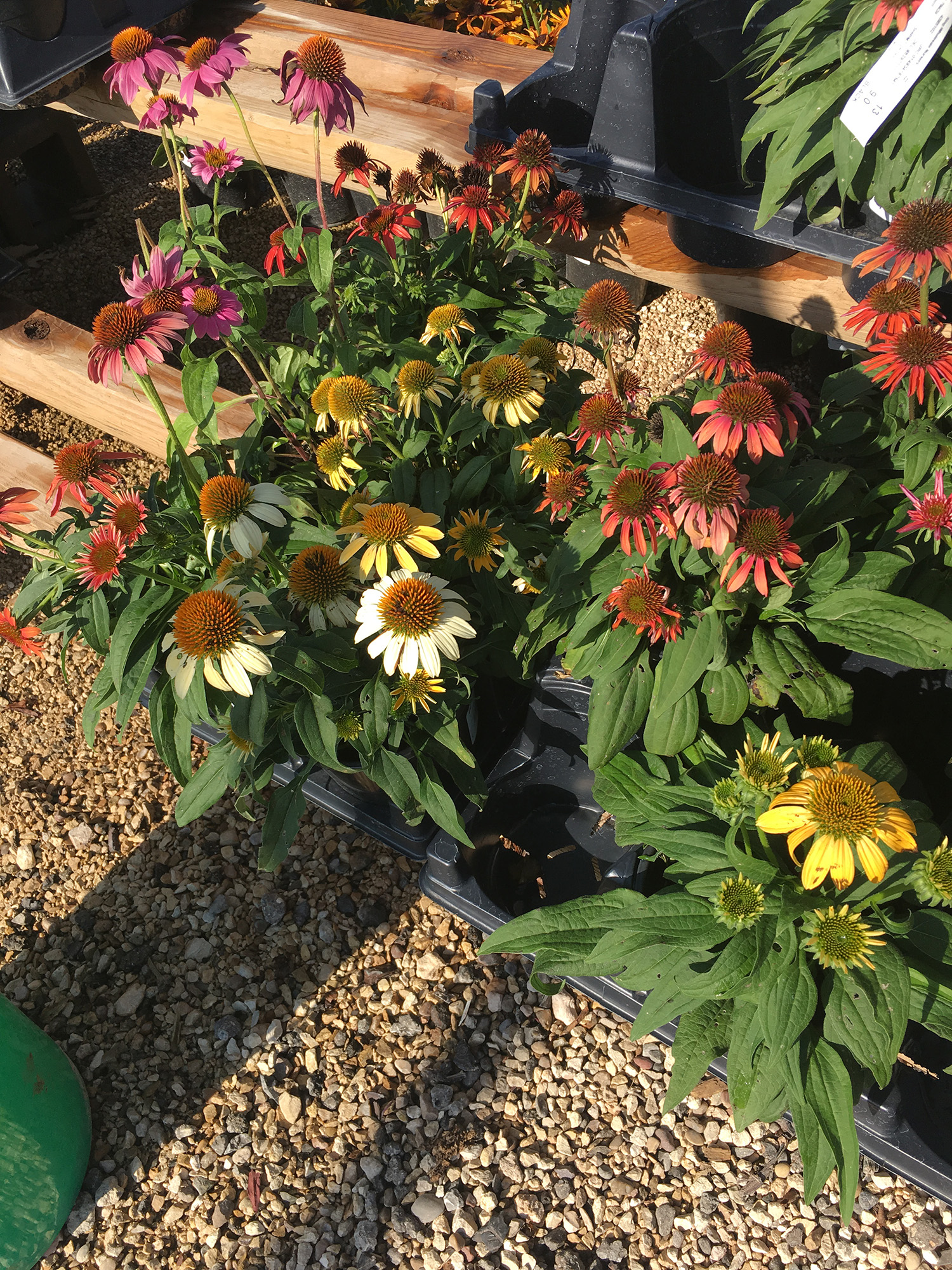 Perennials King Nursery Lubbock, TX