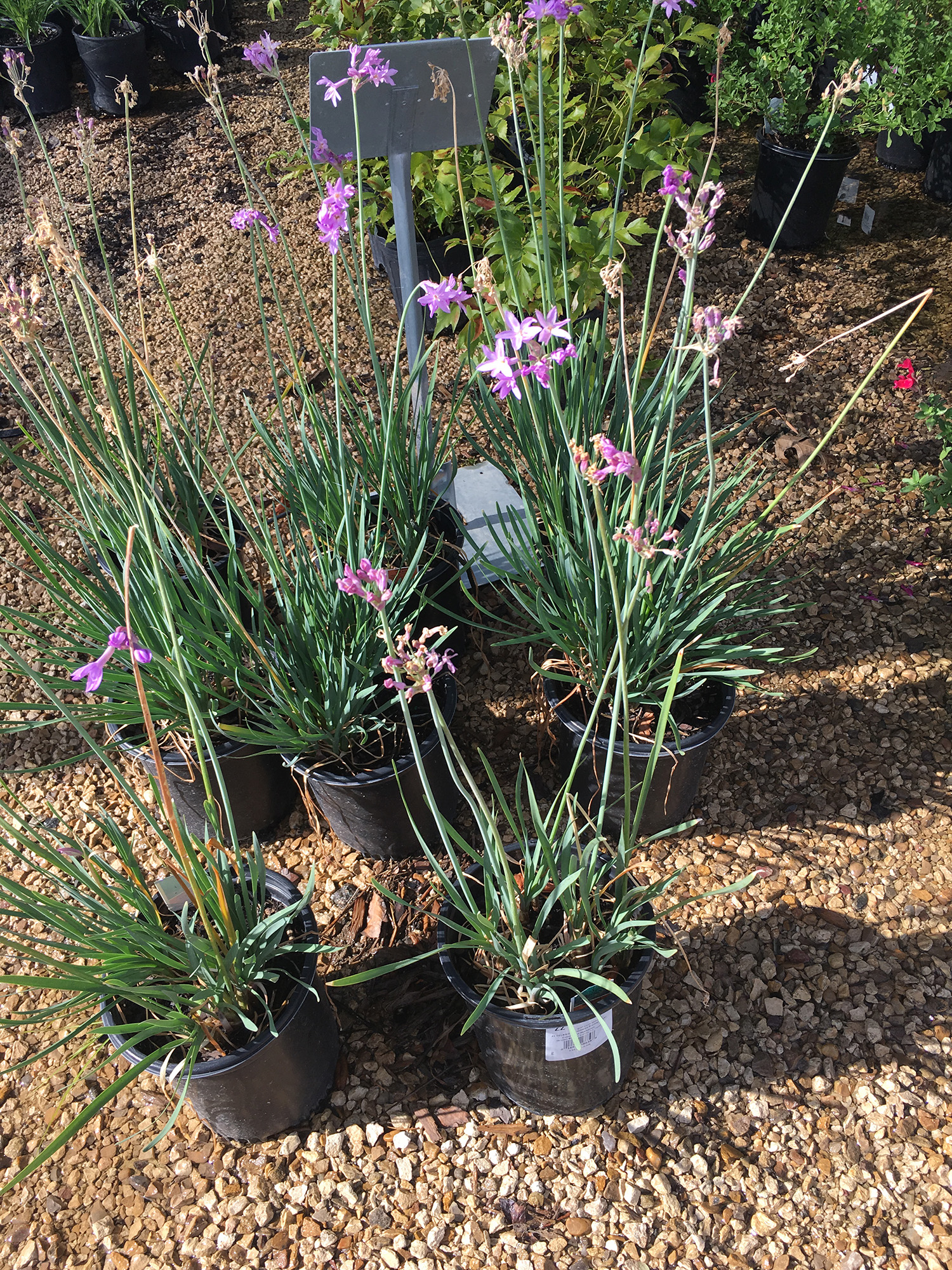 Garlic King Nursery Lubbock, TX