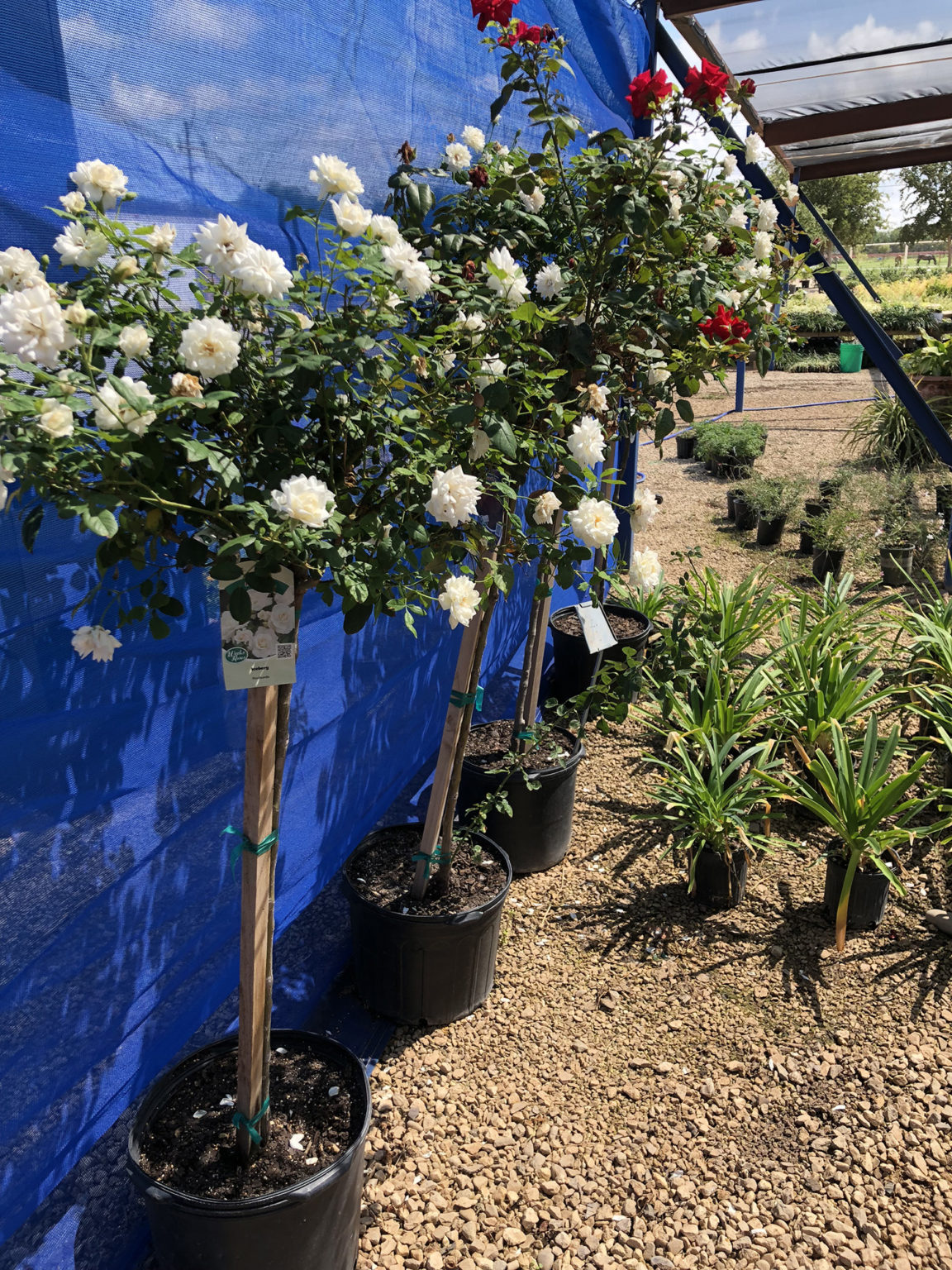Tree Roses King Nursery Lubbock, TX