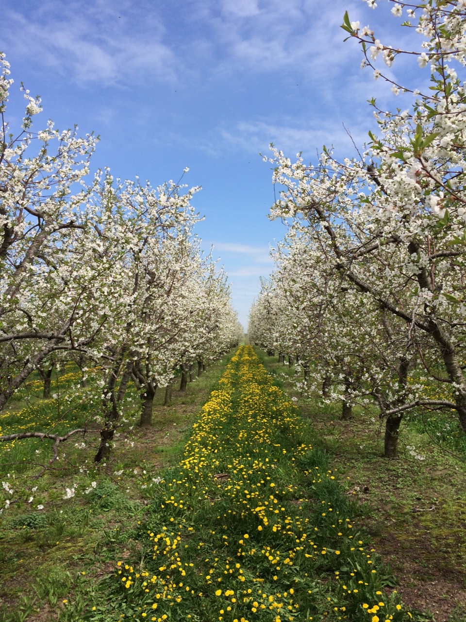 King Orchards Cherry and apple blossoms