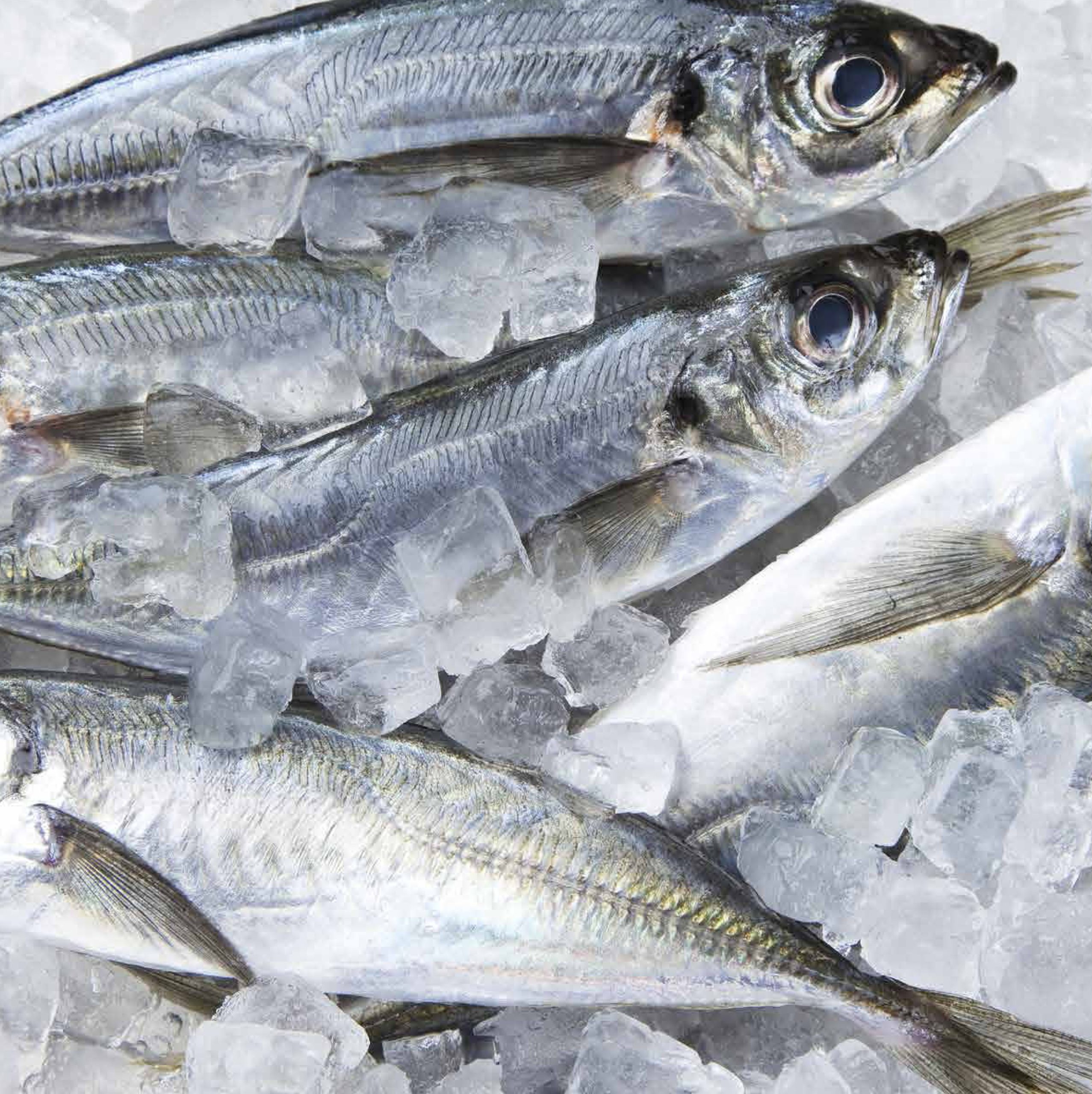 Horse Mackerel kingpelagique