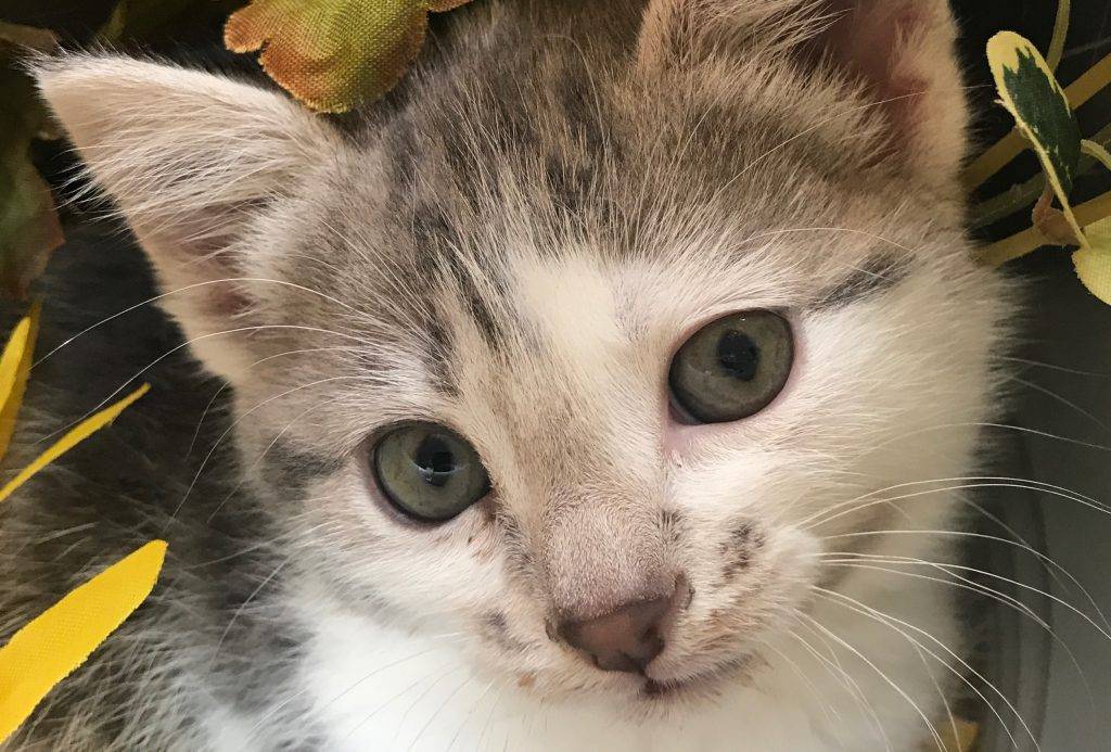 King's Pride Kitten Rescue