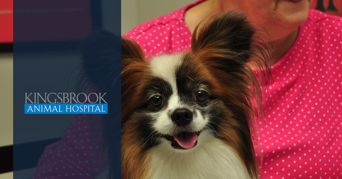 Kingsbrook Animal Hospital Best Vet in Frederick Jefferson, Middletown