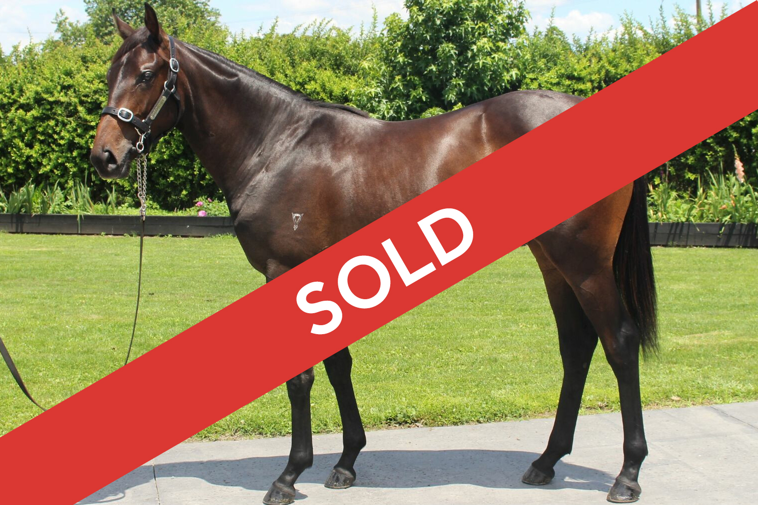 PURCHASES Kingsclere Stables