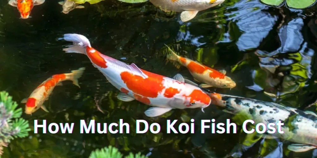 Cost of Koi Fish Pricing, Varieties and Factors to Consider