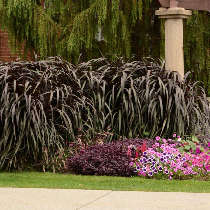 Pennisetum purpureum 'Vertigo' Purple Fountain Grass from King's Greenhouse