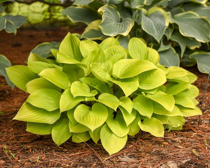 Hosta 'Fire Island' Plantain Lily from King's Greenhouse