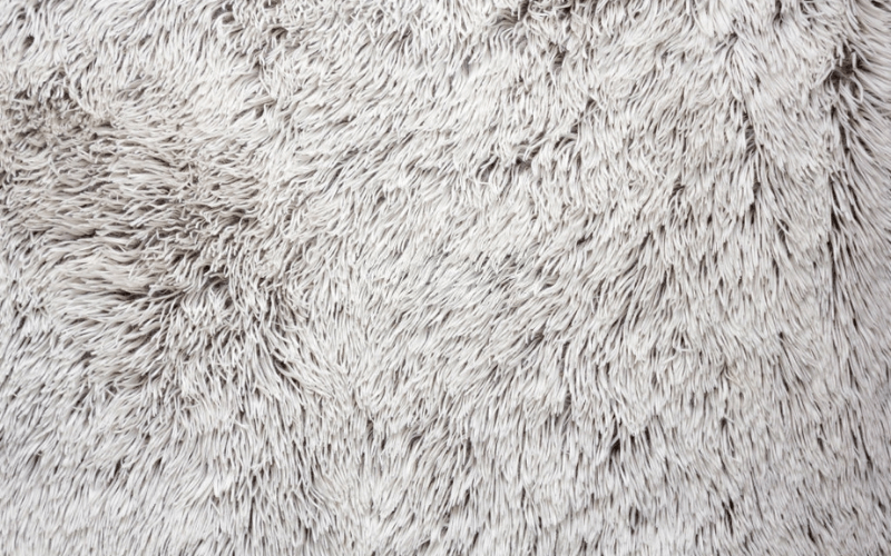 Quick Tips For Cleaning Wool Carpet Stains Castle Rock, CO