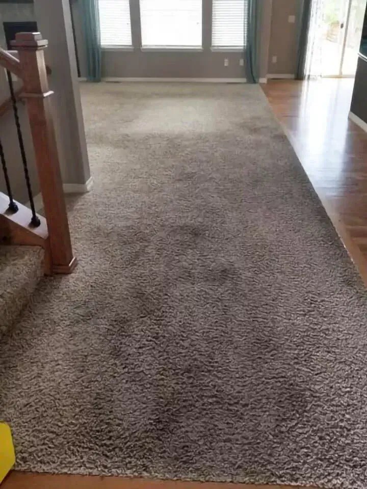 Carpet Cleaning Castle Rock CO Kings Of Steam 7206638770