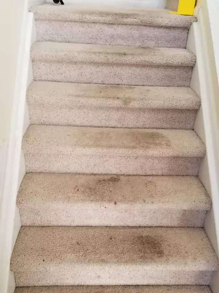 Carpet Cleaning Castle Rock CO Kings Of Steam 7206638770