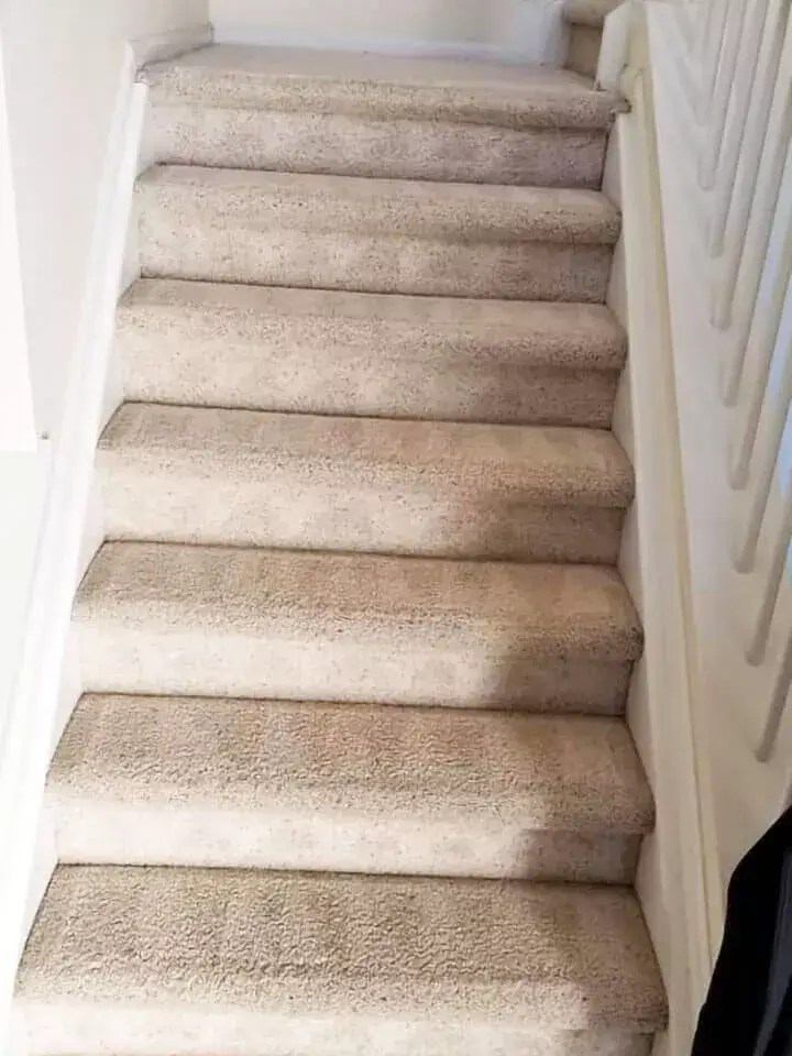 Carpet Cleaning Castle Rock CO Kings Of Steam 7206638770