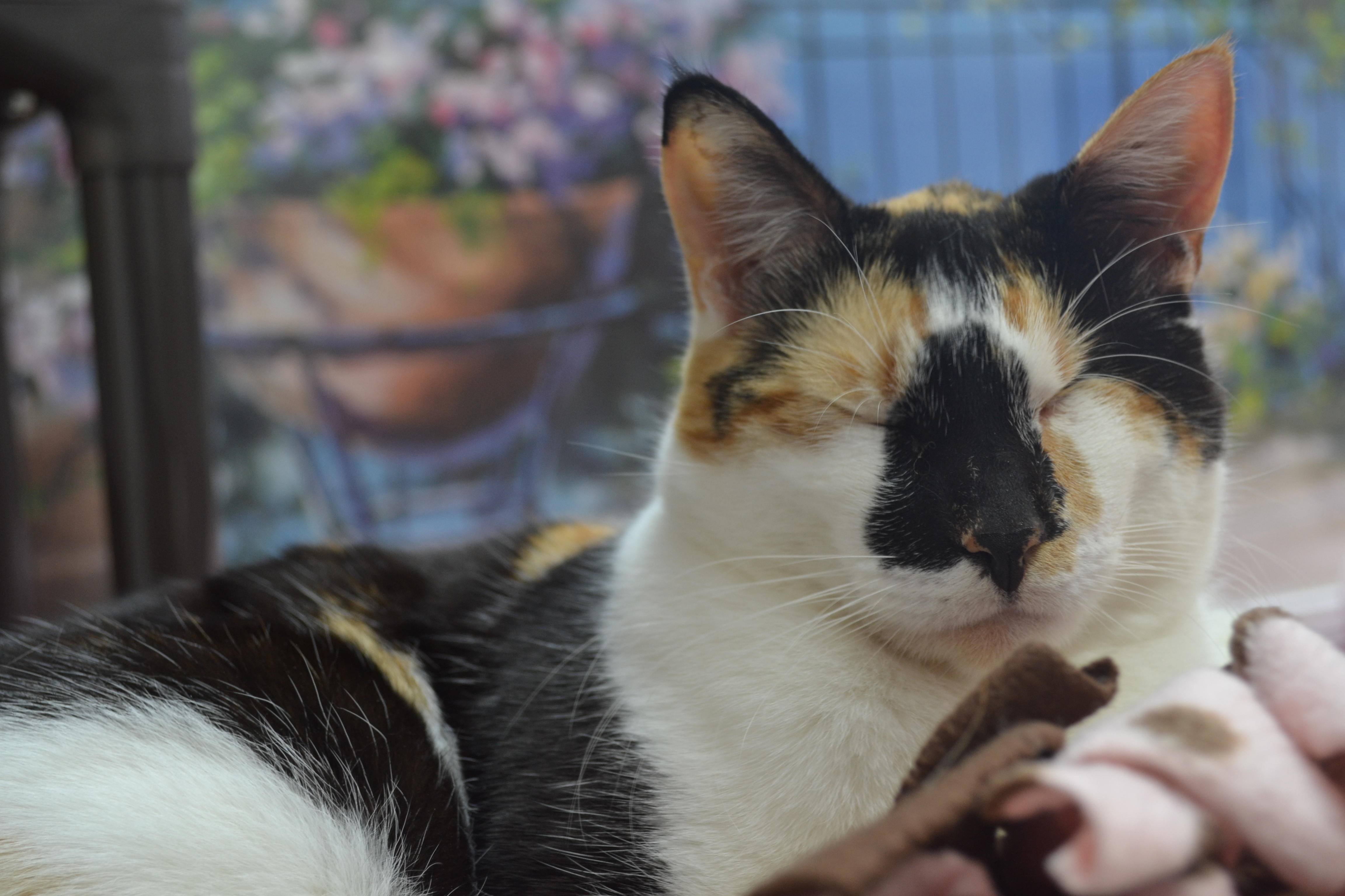 Blind Cat Rescue & Sanctuary Kings River Life Magazine