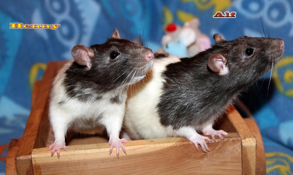 For the Love of Rats Kings River Life Magazine
