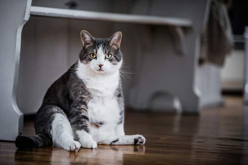 Eight Common Causes Of Cat Weight Loss
