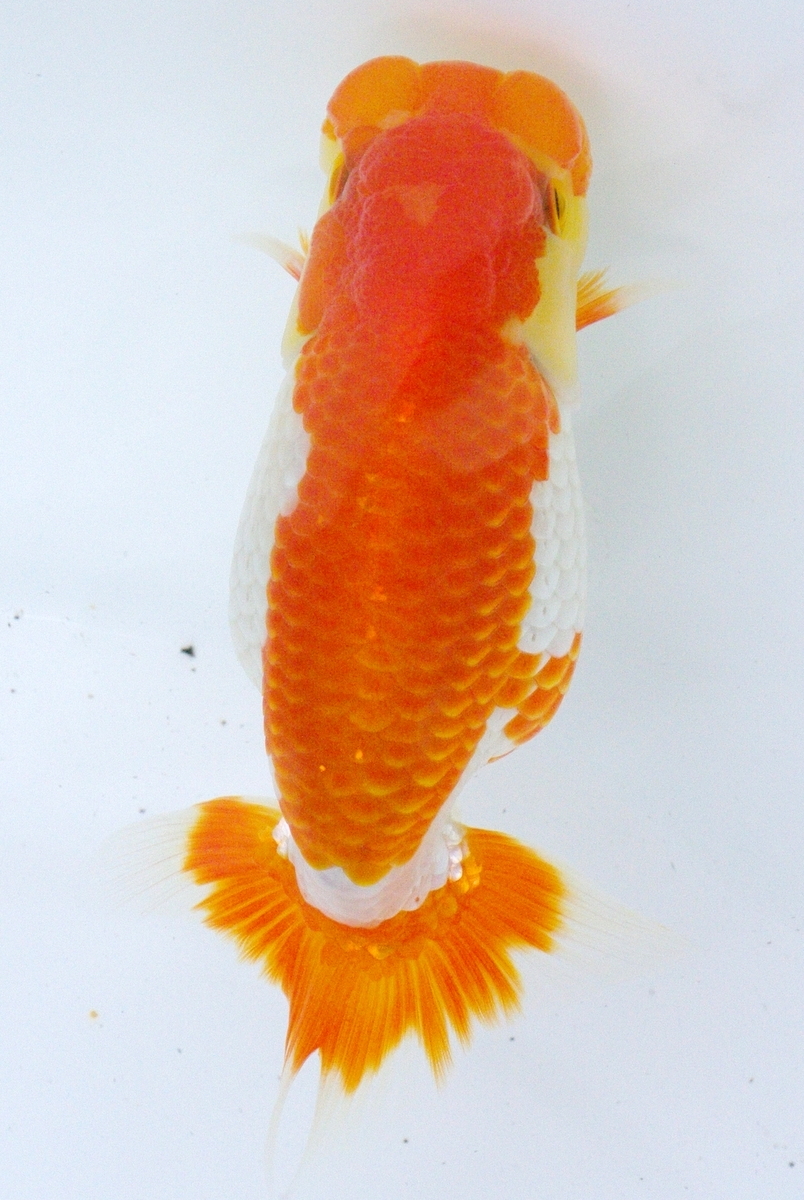 金魚ビギナーですが、何か？ ページ 39 09年6月から金魚を飼い始めました。 このブログは金魚初心者のメモ