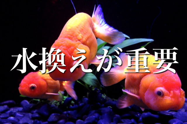 水換えが一番大事なこと問題 長生きさせる金魚の飼い方