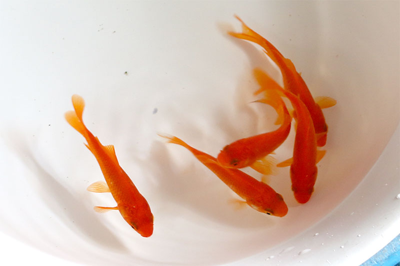 姉金（フナ尾 和金）5尾 金魚の通販・金魚すくい用品のやまと錦魚園