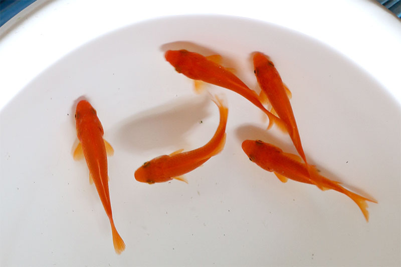 姉金（フナ尾 和金）5尾 金魚の通販・金魚すくい用品のやまと錦魚園