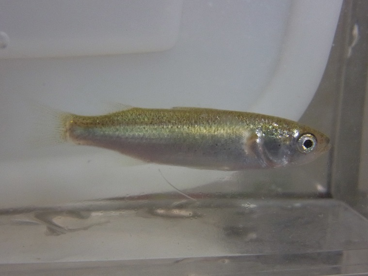 メナダ 近海魚＋熱帯海水魚の採集・飼育