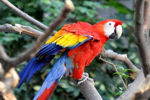 Dense forests do not favor large animals, with few exceptions, like the the biggest animals in the amazon rainforest are the black caiman and the manatee, both almost the same size depending on the individual with. Amazon Rainforest Animals Facts For Kids Wild Life Nature Kinooze