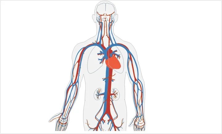 [DIAGRAM] Diagram Of Circulatory System For Kids - MYDIAGRAM.ONLINE