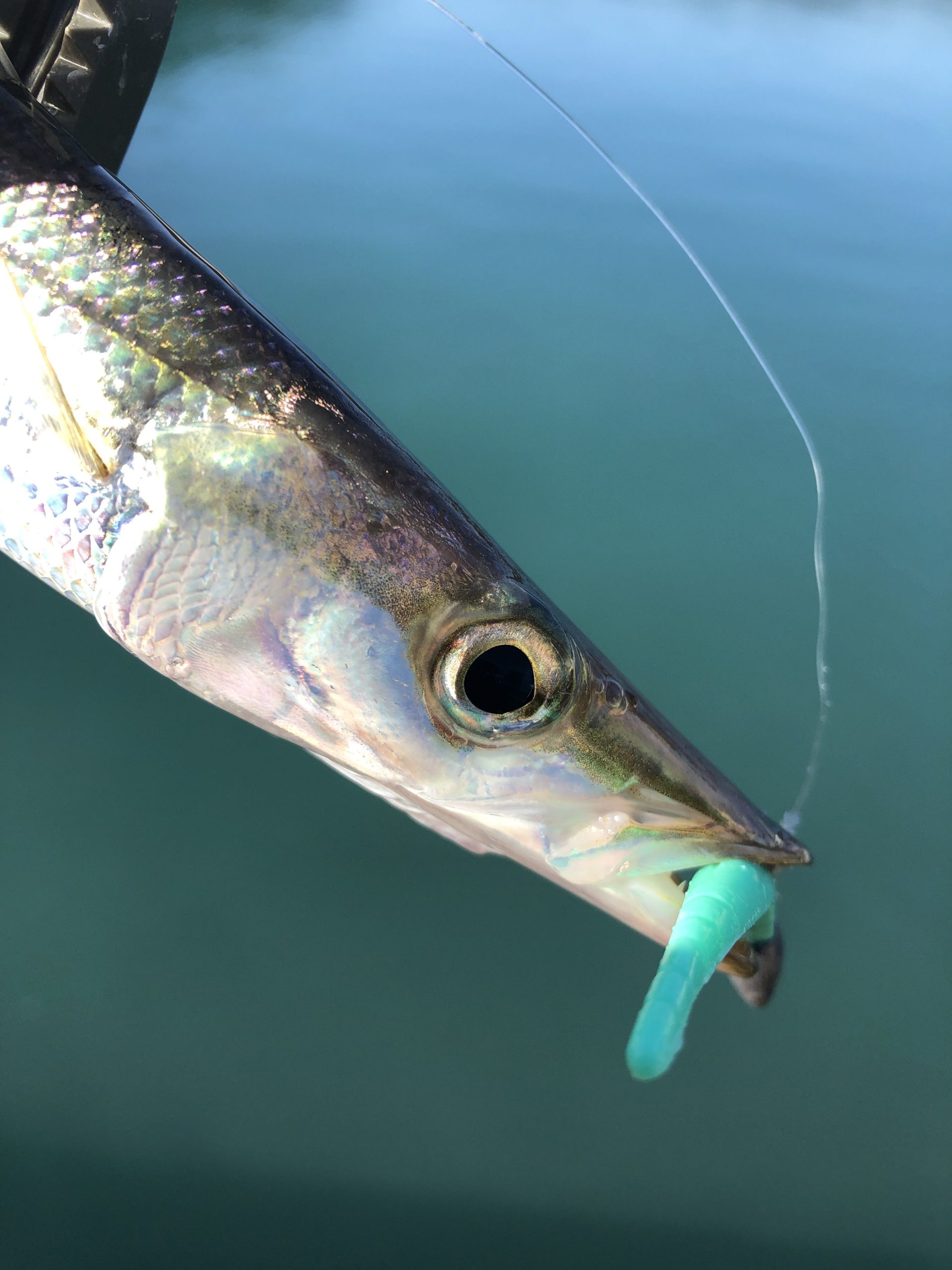 カマス爆釣！やっぱりDD8が最強？？ 釣りバカキノピーが行く！！