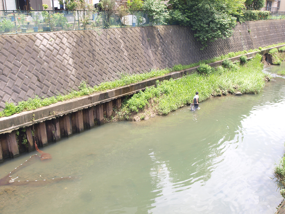 平作川で「外来種生物を学ぶ教室」 衣笠商店街写真日記