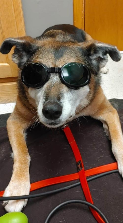 Laser Therapy and Physical Rehabilitation Kincardine Veterinary Services