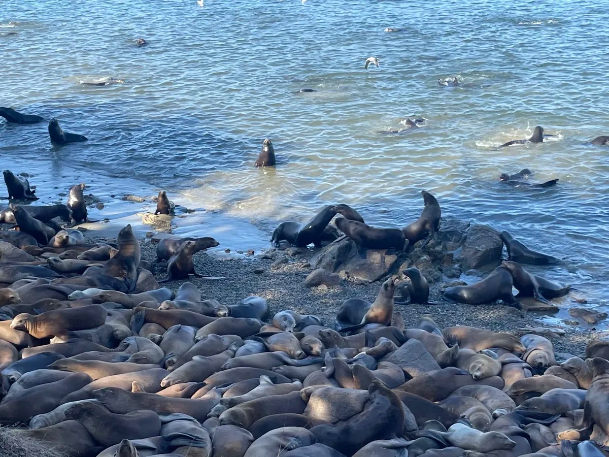 Why are there so many sea lions in the Monterey Peninsula? KION546