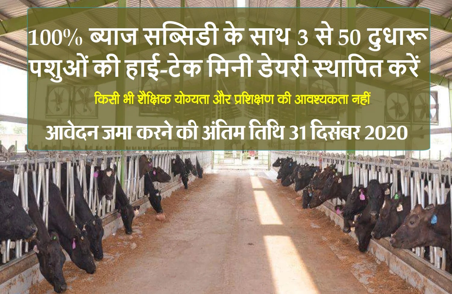 Set up High Tech Dairy Unit With 100 Interest Subsidy KIP Financial
