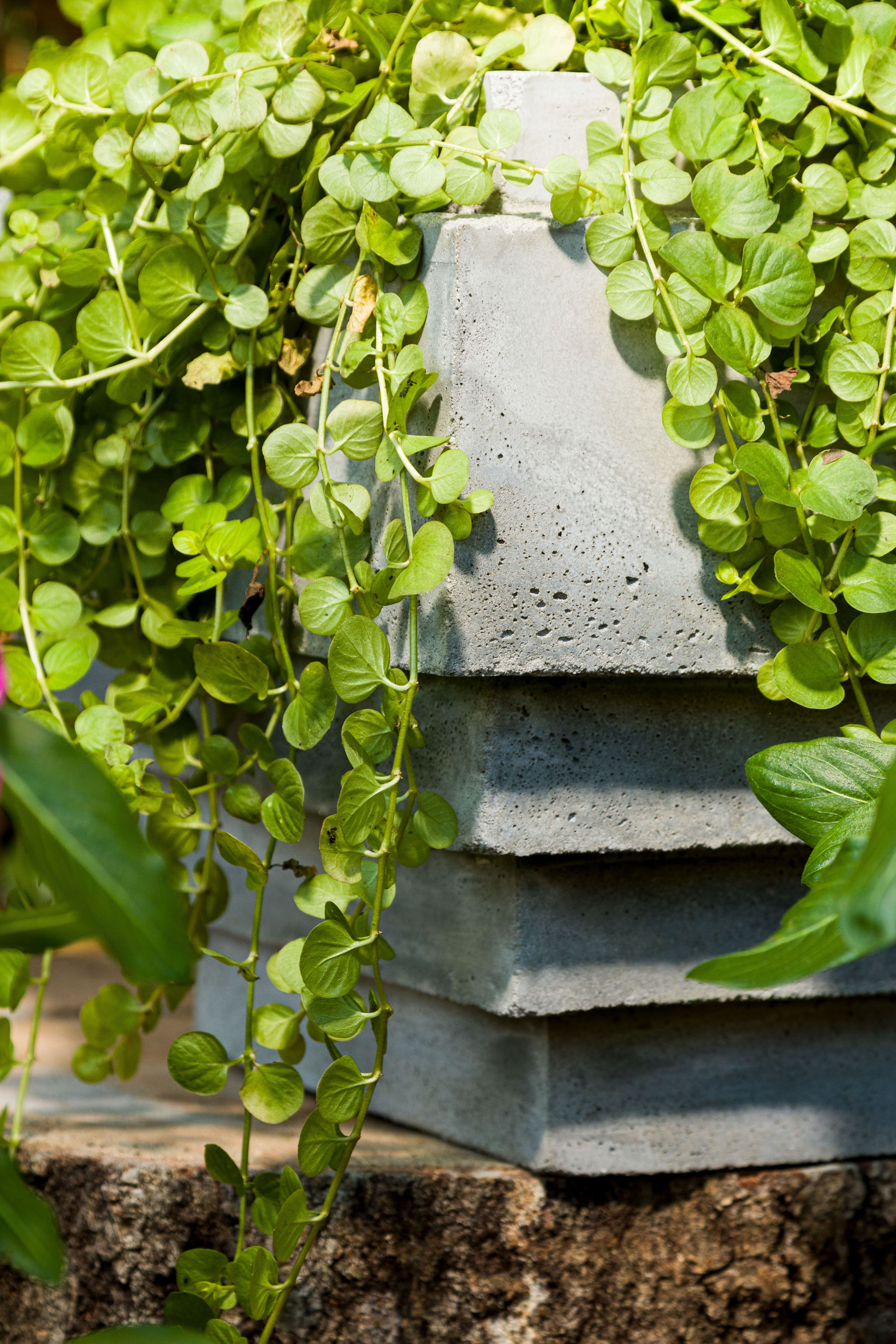 Beautiful plants spilling over the edge Kippi at Home