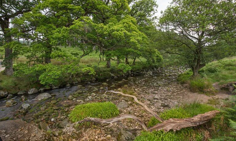 The Source of the River Liffey Kippure Estate