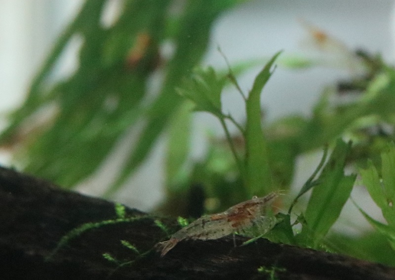 きらきら金魚Ⅱ ミナミヌマエビがゴリゴリカラーに変色