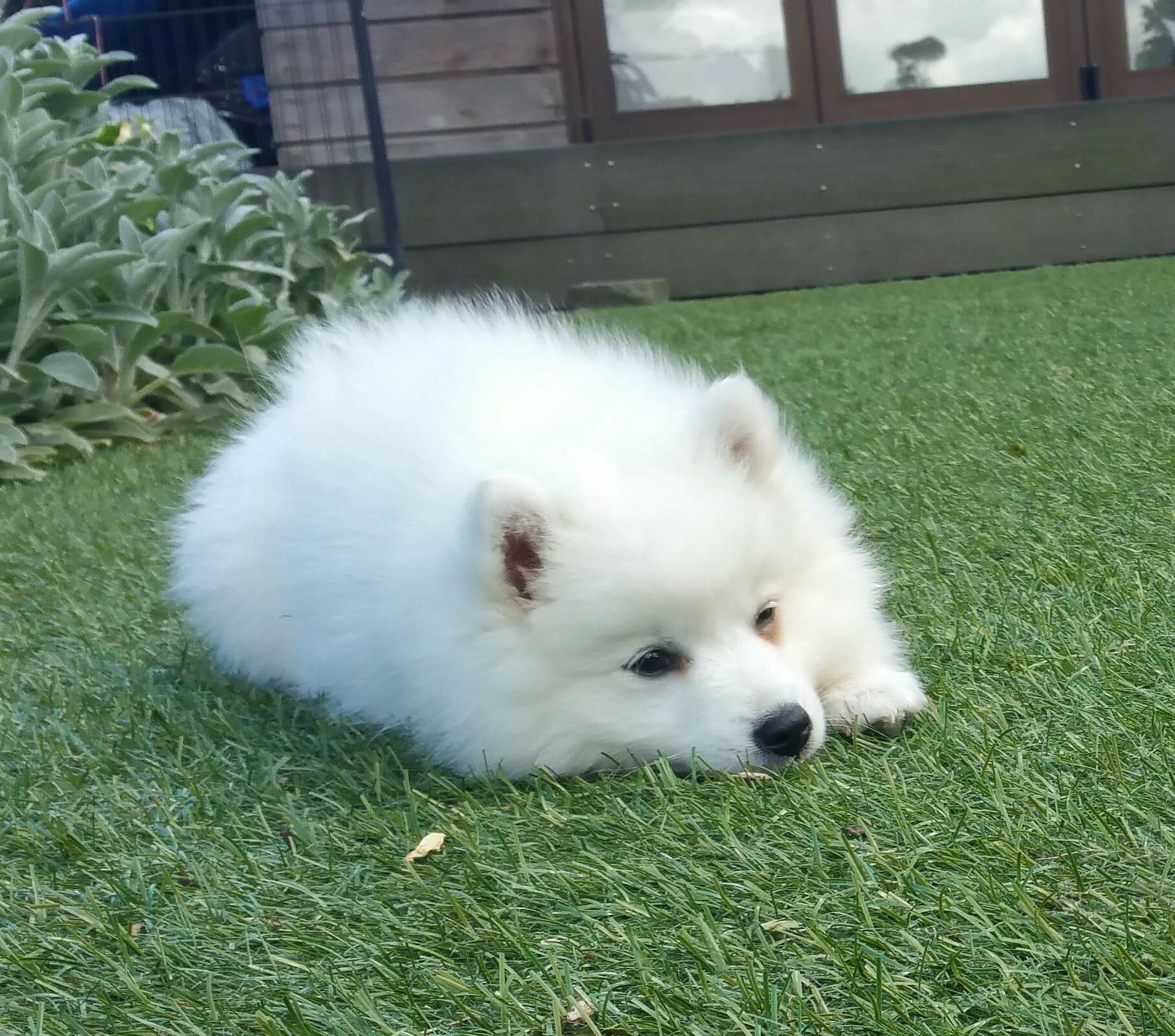 Kiraleea Japanese Spitz. Breeder/Exhibitor of Japanese Spitz in Wisconsin, United States of