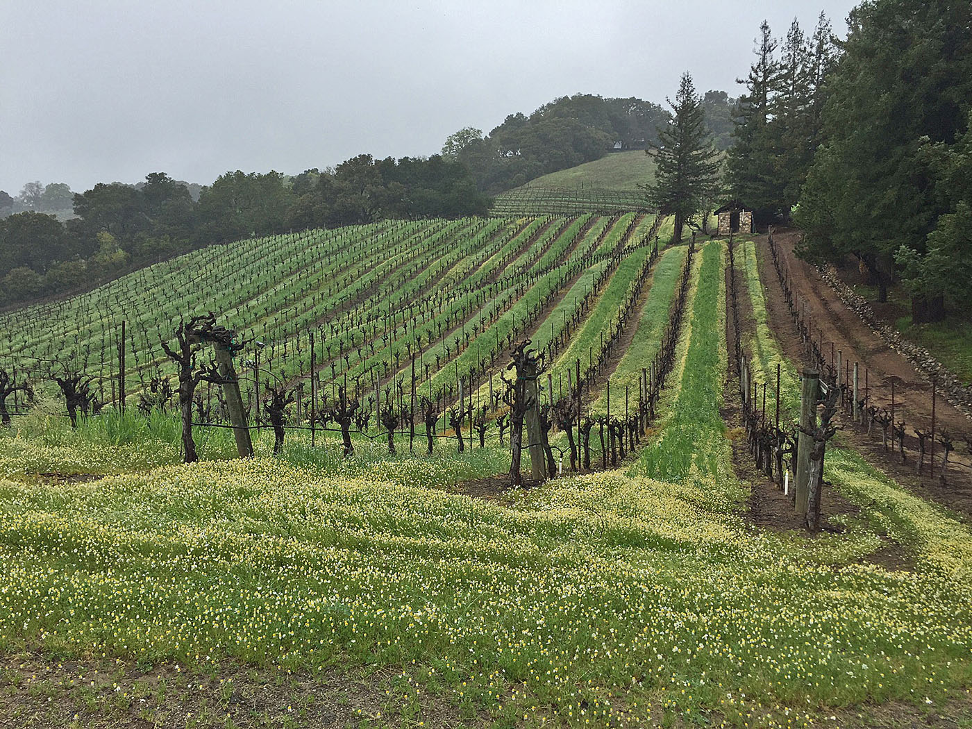 Kirby Construction Alexander Valley Estate