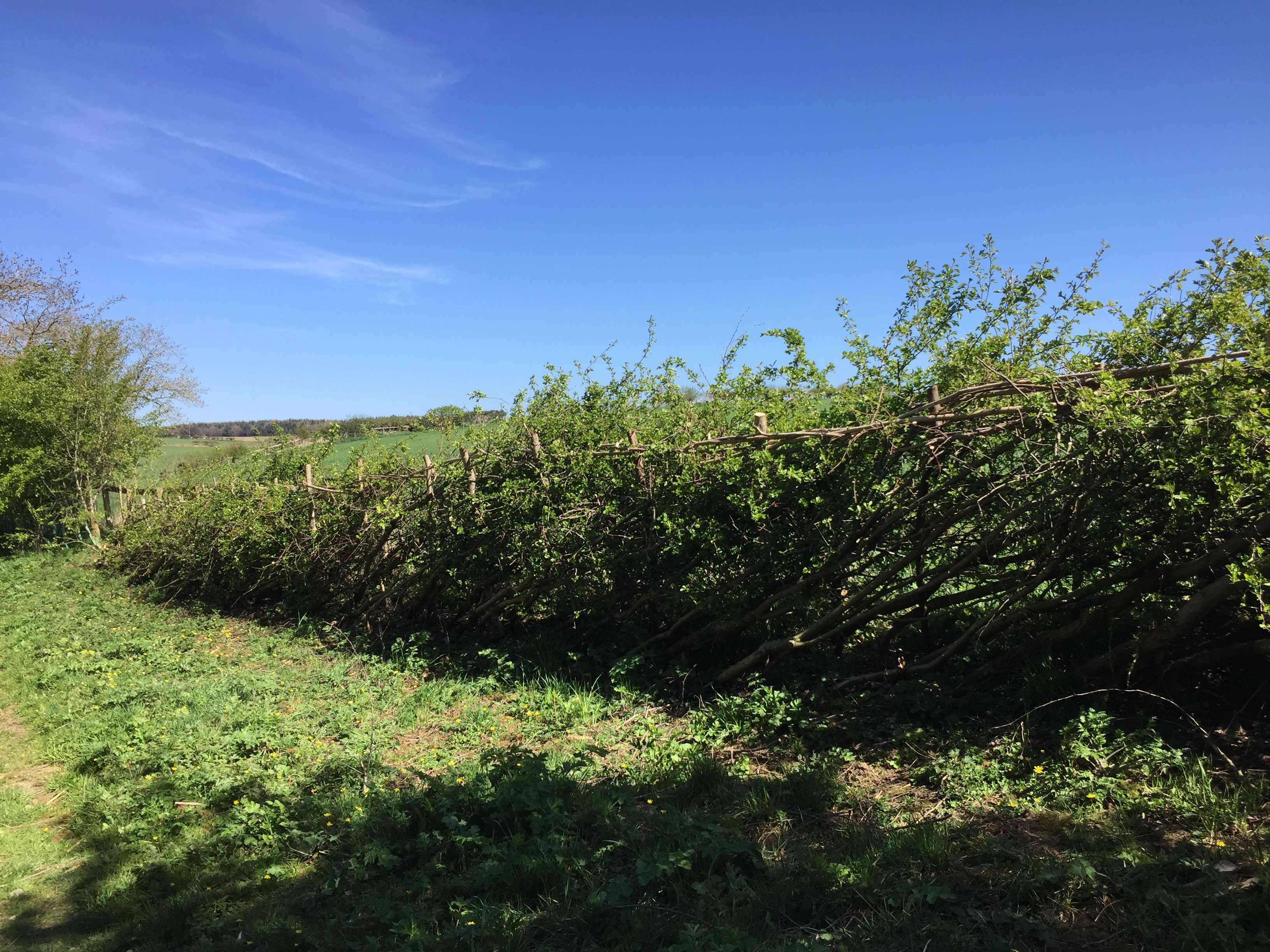 Manor Vale Woodland Working Group Kirkbymoorside Environment Group