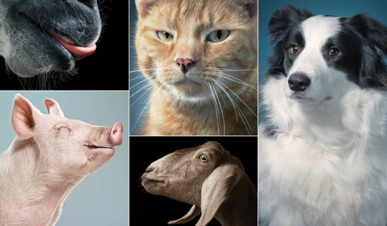 Oklahoma Animal Study Kirkpatrick Foundation