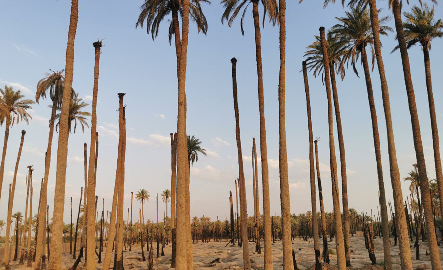 Palm tree farms turned into housing units