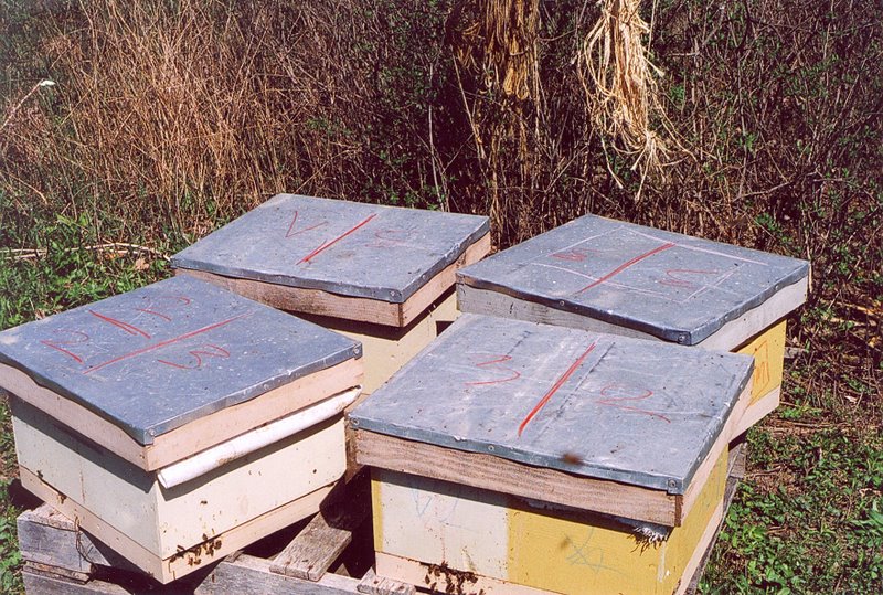 Photo Gallery Kirk ster