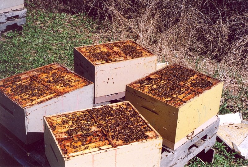 Photo Gallery Kirk ster