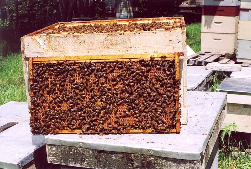 Photo Gallery Kirk ster