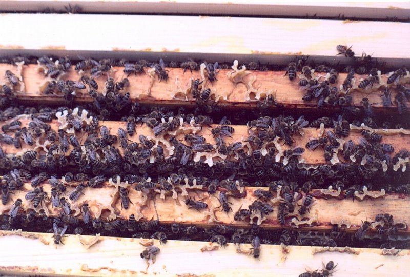 Photo Gallery Kirk ster