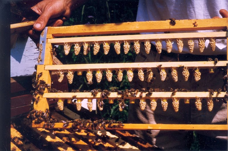 Photo Gallery Kirk ster