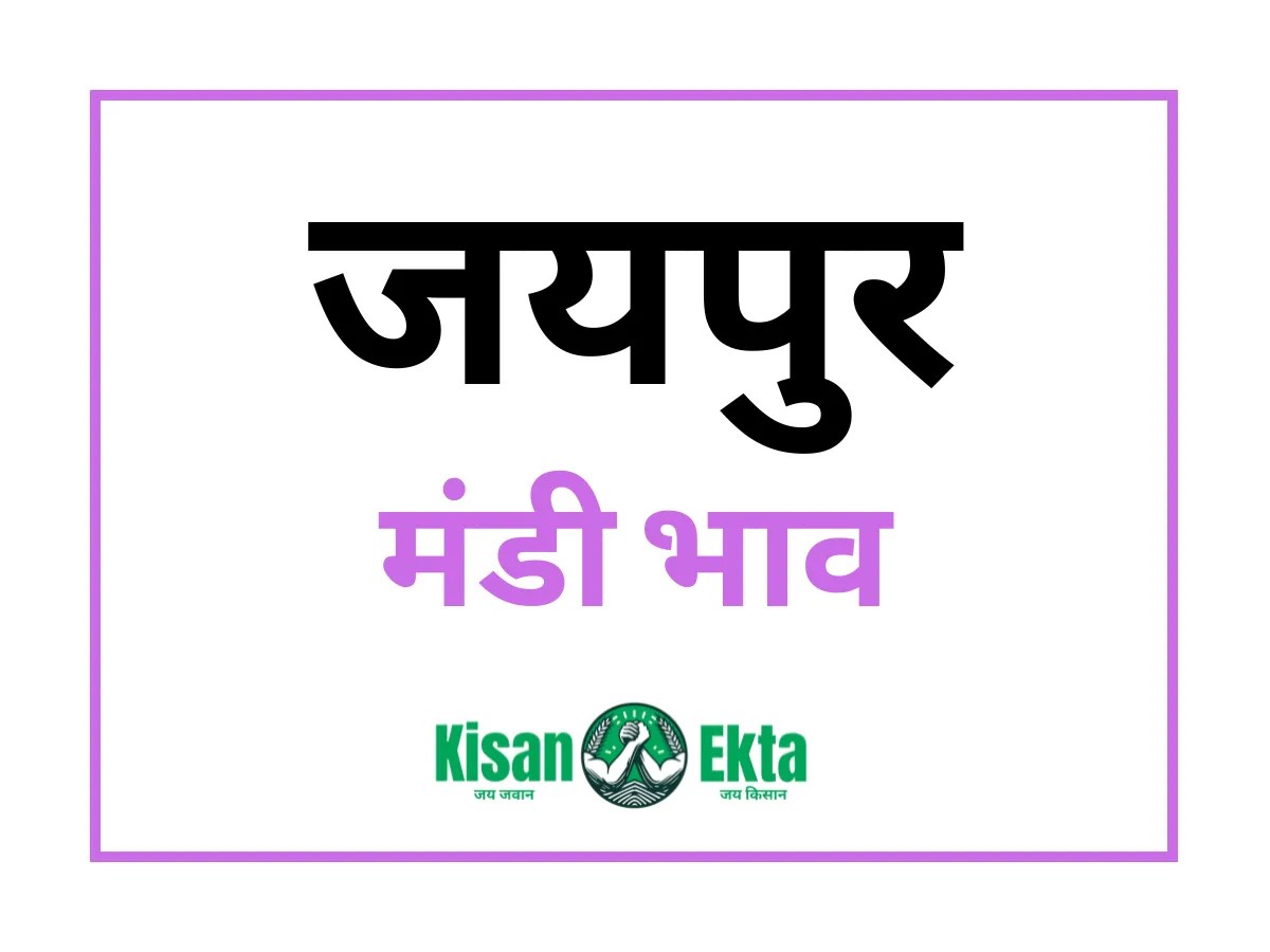 Jaipur Mandi Bhav 29082024 आज का जयपुर मंडी भाव