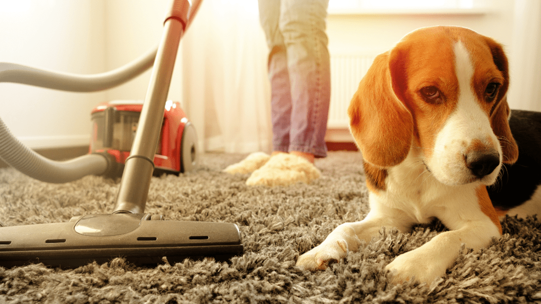 Why Is My Dog So Afraid Of The Vacuum at Jan Mercado blog