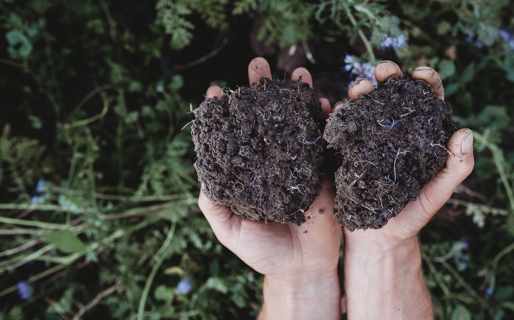 Cover Crops for Regenerative Farms Kiss the Ground