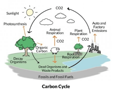 Solution-Class 9-Science-Chapter-7-Energy Flow In An Ecosystem-Maharashtra Board