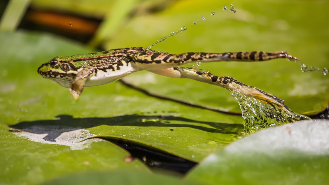 10 Fakta Menarik dari Katak dan Kodok