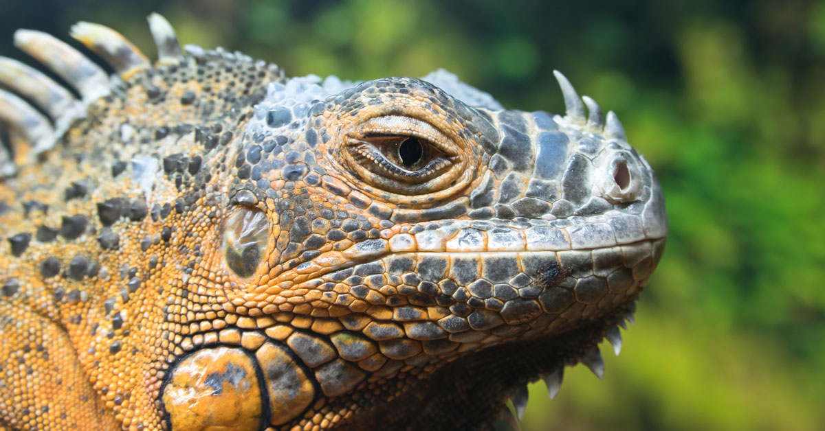 Fakta Unik Reptil Hewan Vertebrata Berdarah Dingin